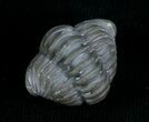 Enrolled Flexicalymene Trilobite From Indiana #5522-3